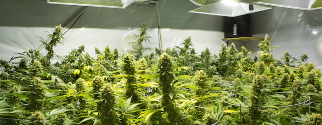 Arizona Commercial Cannabis Cultivation for indoors