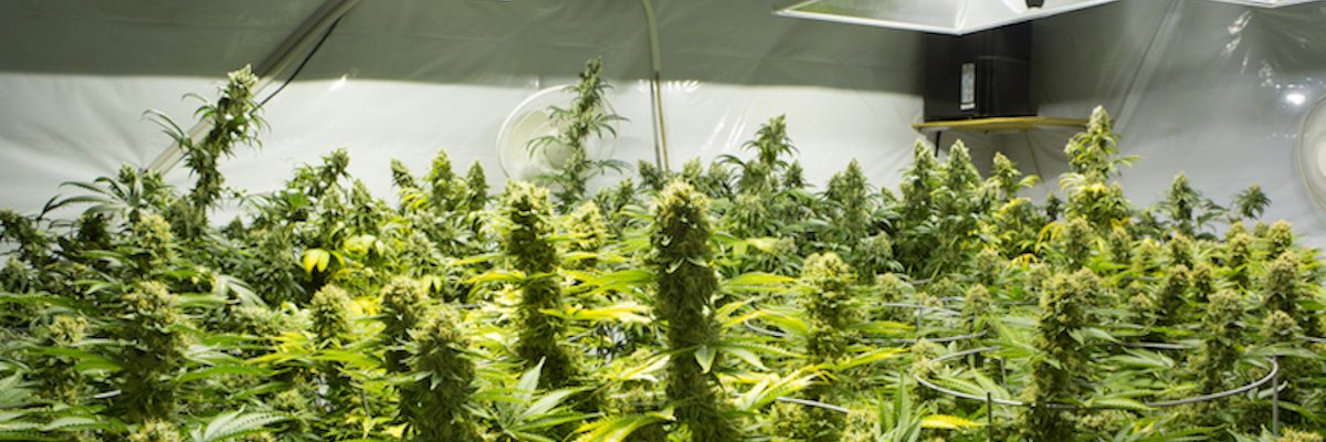 Arizona Commercial Cannabis Cultivation for indoors