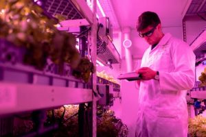 Growers notice a larger crop yield with Cultiva Systems controlling the air in their grow rooms