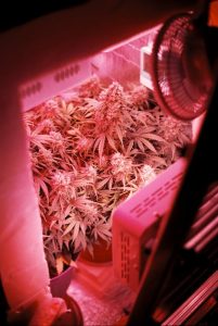 Grow More with a Commercial Cannabis HVAC system