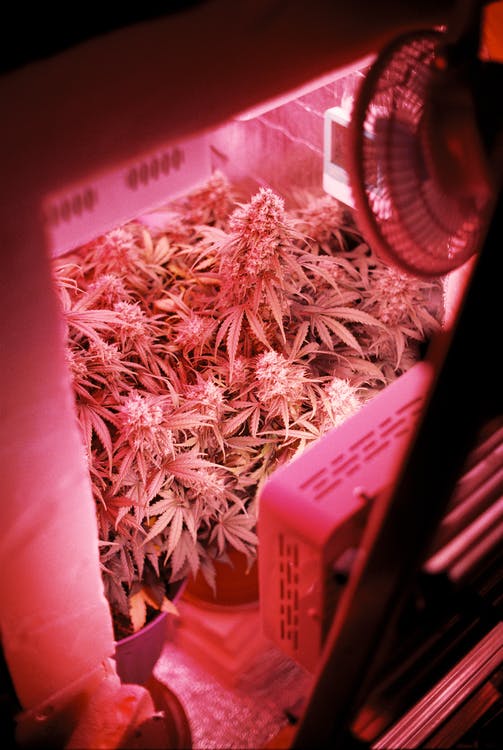 Indoor Cannabis grows better when the farmer has complete control of the climate