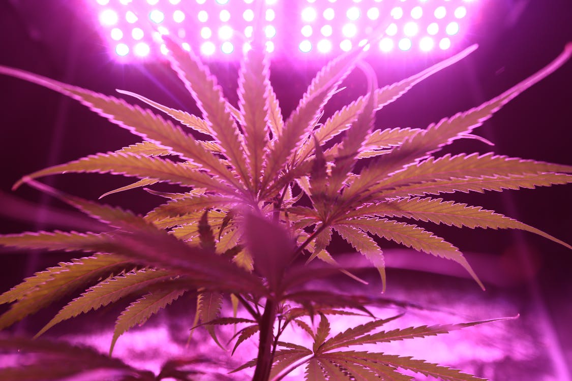 Cannabis plant in Growing Room with Arizona Cannabis Cultivation HVAC