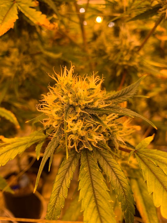 Cannabis Cultivation is one of the main uses of Cultiva Systems