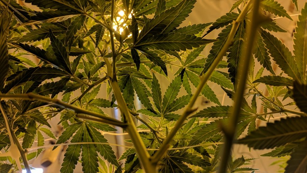 Improve your Grow Room Environment with a superior California Commercial Cannabis HVAC system from Cultiva Systems