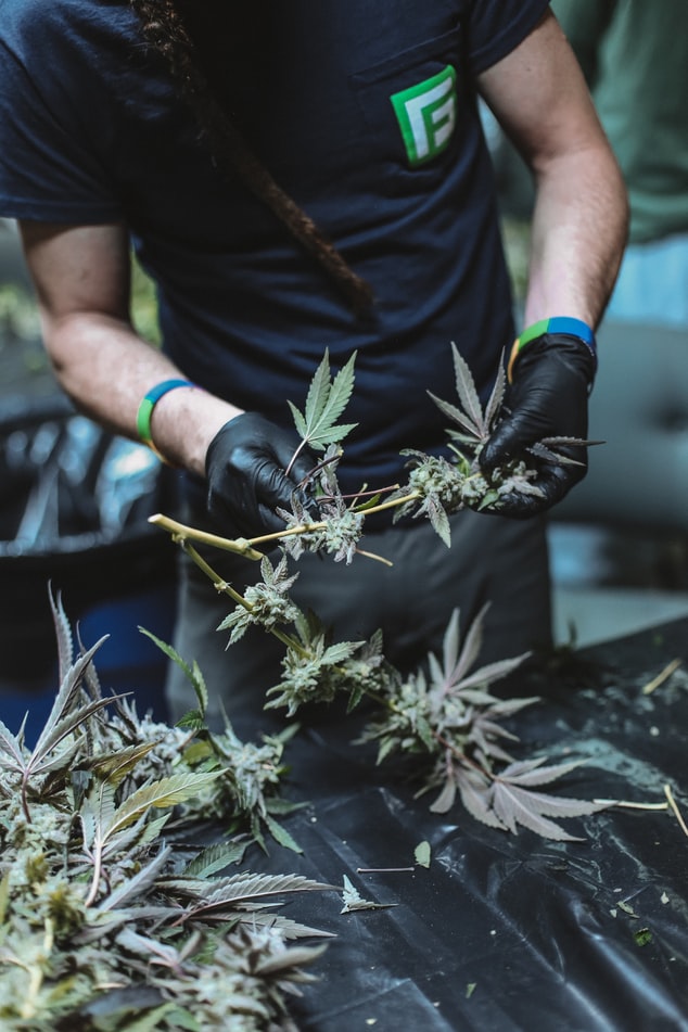 Michigan Indoor Farming for cannabis