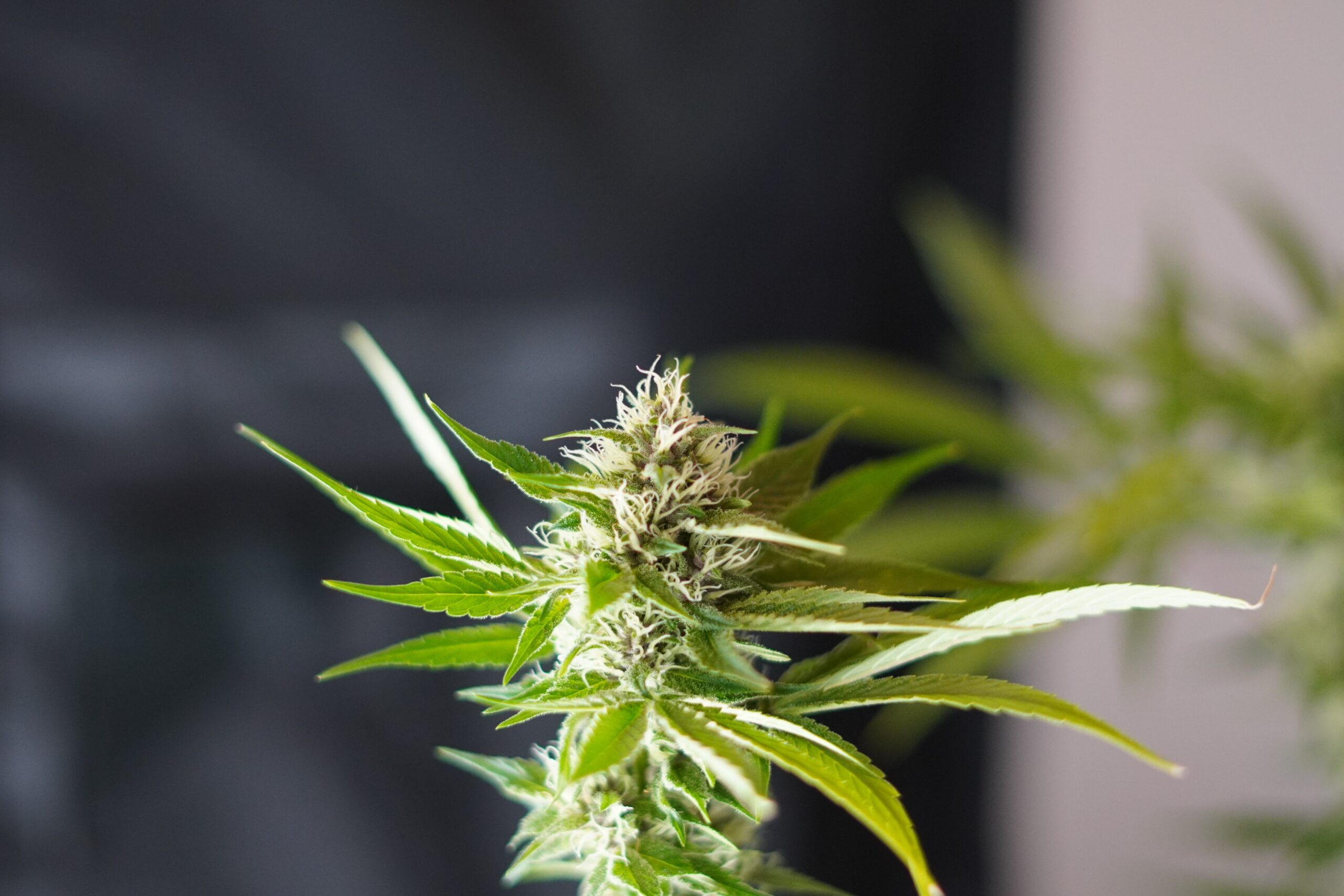 Illinois Grow Room Cooling and Dehumidification for marijuana