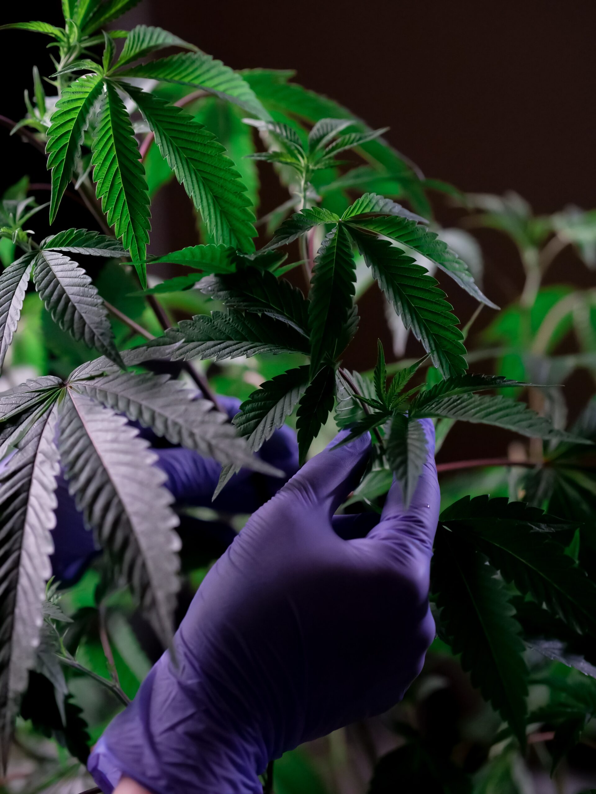 Illinois Cannabis Cultivation