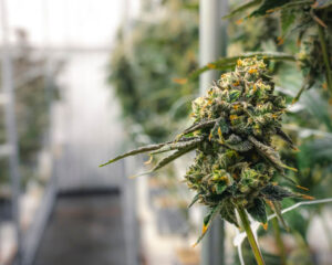 Arizona Cannabis Cultivation indoors