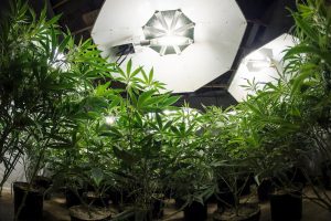 specialized HVAC units help Virginia indoor cannabis farming image shows plants under lights