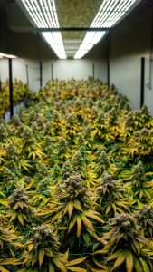 Cultiva Systems can help with cannabis cultivation through New York Indoor Agriculture HVAC solutions image shows marijuana grow room