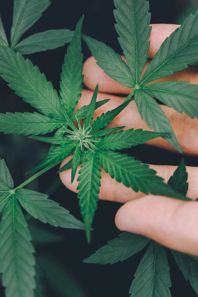 Equip your operation with a helpful New Jersey Grow Room HVAC system image shows hand touching cannabis plant