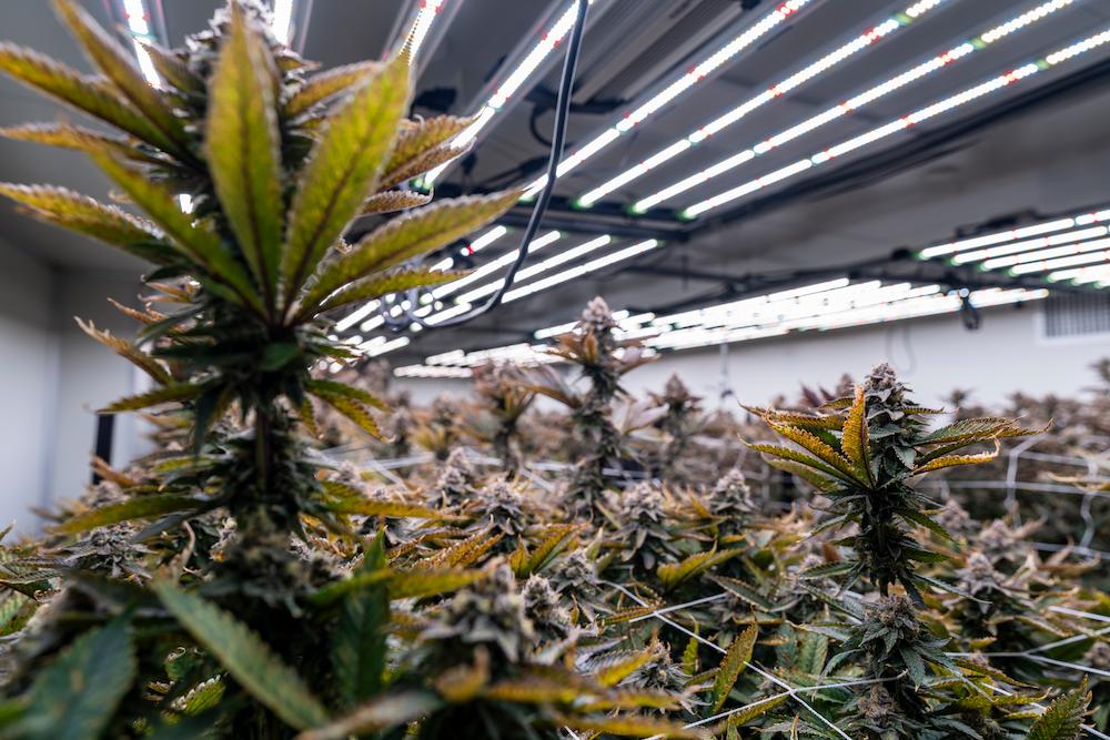 Specialized New Jersey AC for Grow Rooms can boost your operation image shows indoor cannabis plants
