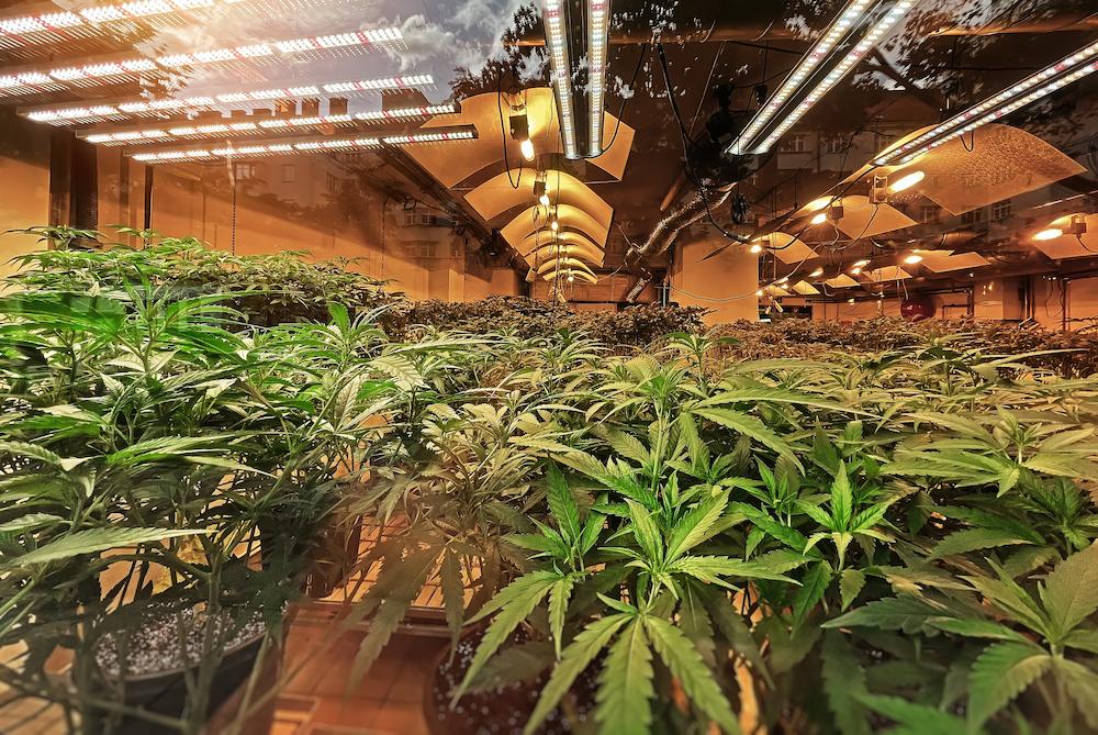 Use a specialized New Jersey Grow Room Cooling system for indoor agriculture image shows cannabis grown indoors