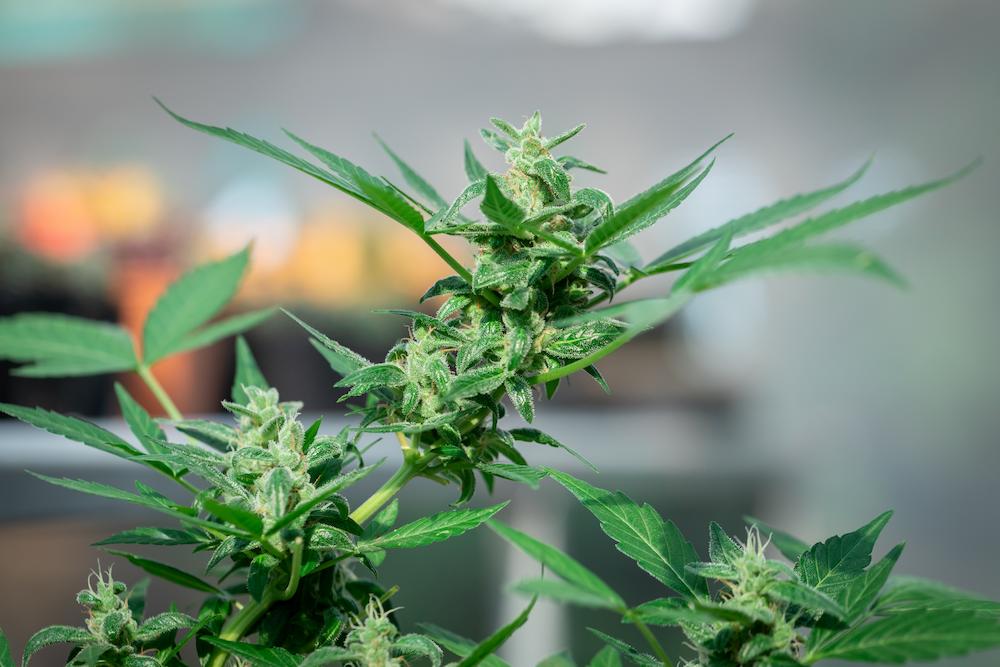 Get specialized Massachusetts AC for Grow Room operations from Cultiva Systems image shows green cannabis plant