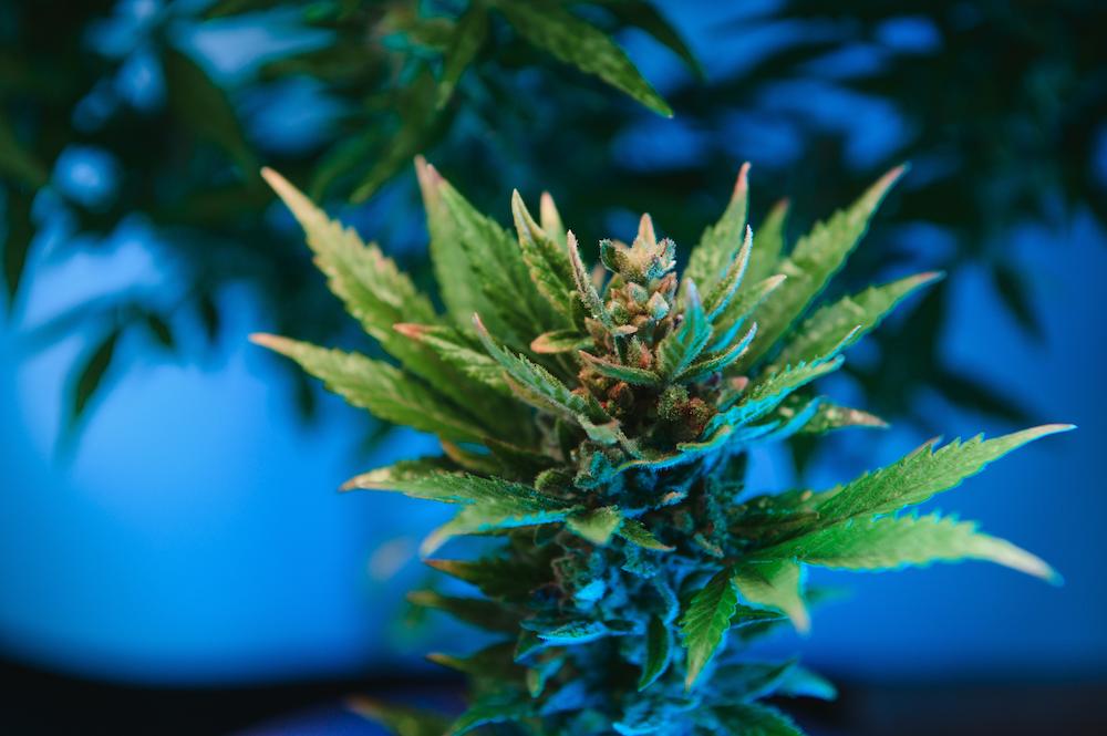 Enhance your Massachusetts Indoor Agriculture with specialized HVAC solutions from Cultiva Systems image shows cannabis plant