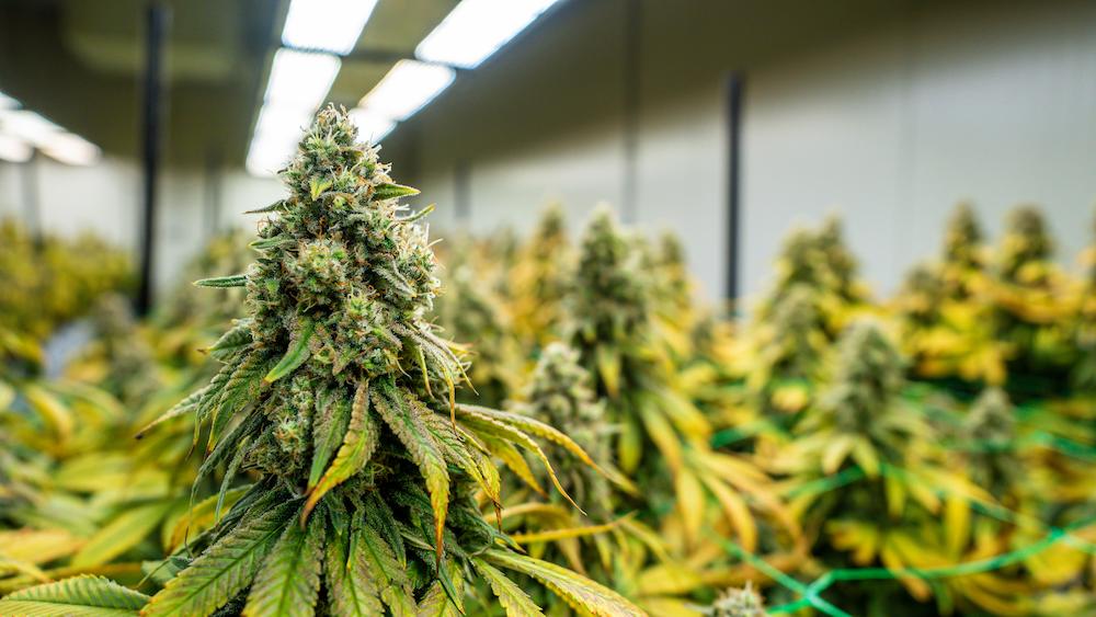 Upgrade your New Jersey Indoor Agriculture operation with an HVAC unit from Cultiva Systems image shows cannabis plants indoors
