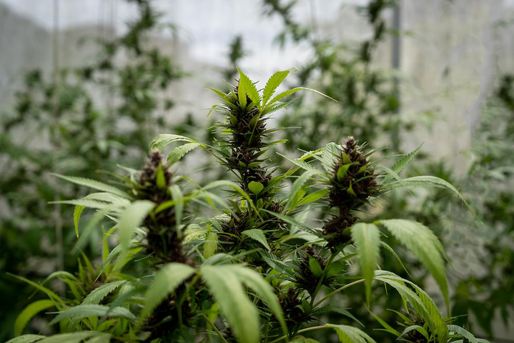 Get specialized Massachusetts Grow Room Cooling support from Cultiva Systems image shows green cannabis plant