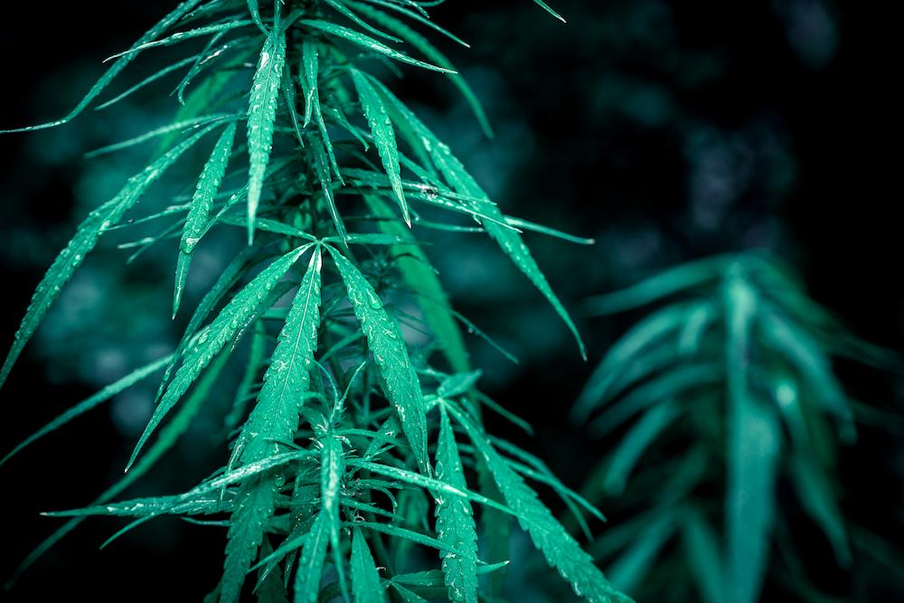 Cultiva Systems can provide specialized New York AC for Grow Room operations image shows green cannabis plants