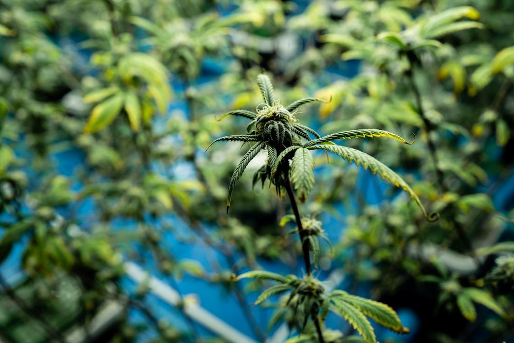 Cultiva Systems can provide specialized Vermont AC for Grow Room operations image shows cannabis plants