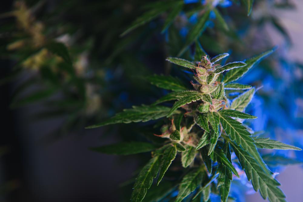 Boost your growing operation with Alaska AC for Grow Rooms from Cultiva Systems image shows plant of cannabis