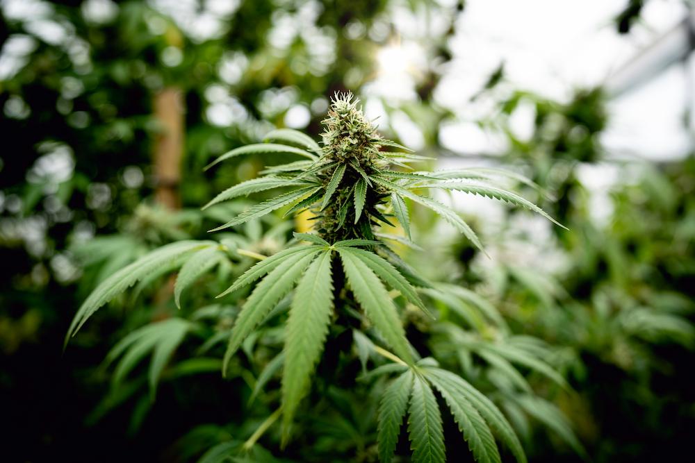 Boost your Vermont Indoor Agriculture operation with help from Cultiva Systems image shows cannabis plants