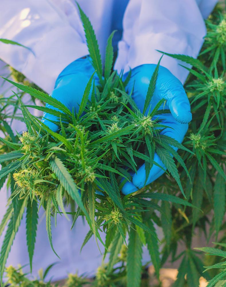 Equip your operation with the right Alaska Grow Room HVAC system image shows gloved hands holding cannabis plant