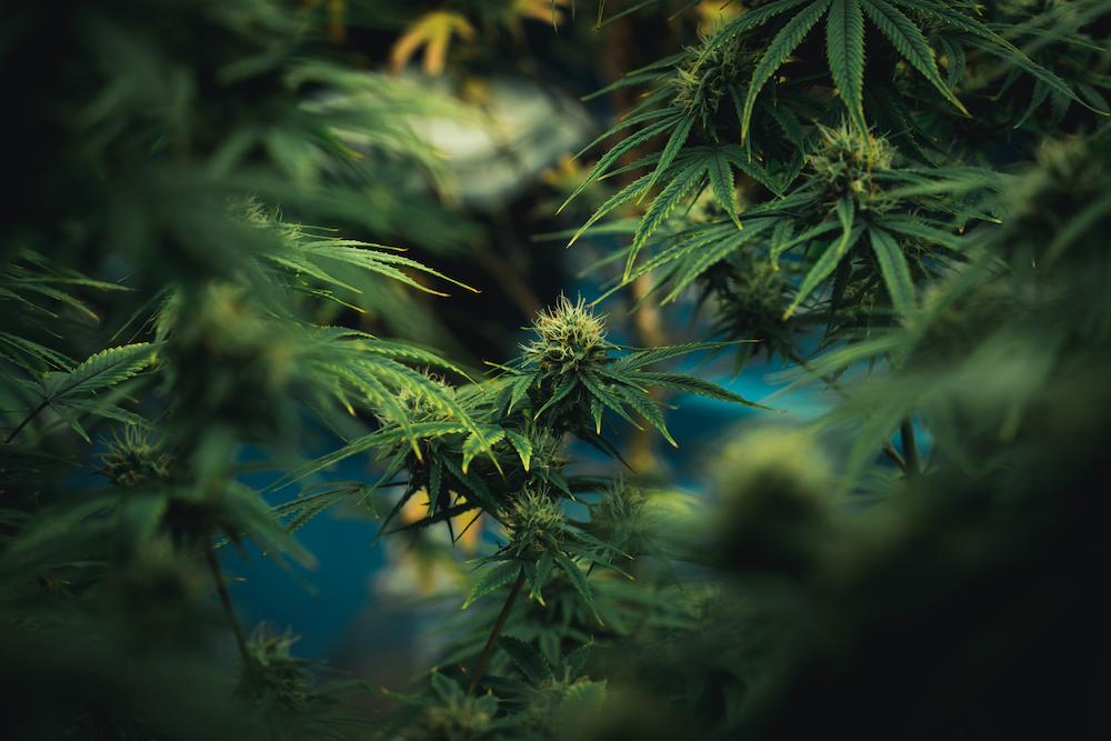 Cultiva Systems designs Maine AC for Grow Rooms to optimize performance image shows cannabis plants