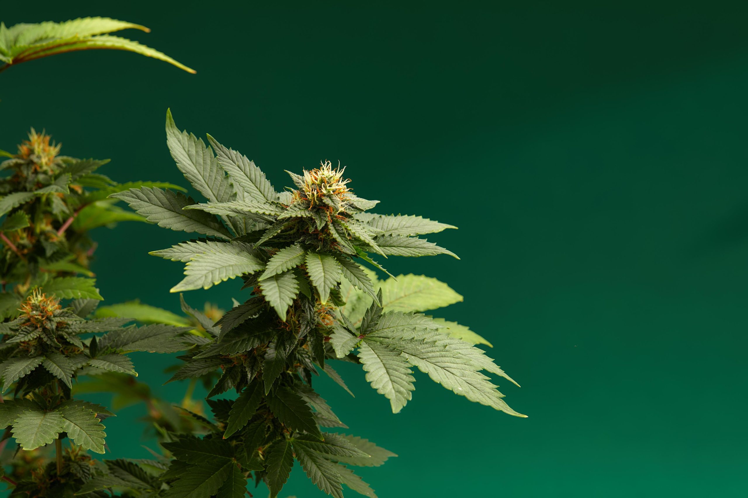 Take advantage of Maine Grow Room HVAC solutions made specifically for indoor growers image shows several cannabis plants