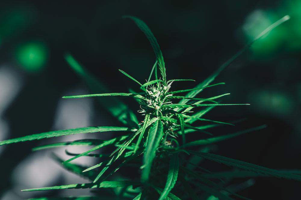 Manage your Maine Indoor Agriculture operation with expert HVAC solutions form Cultiva Systems image shows green cannabis plant