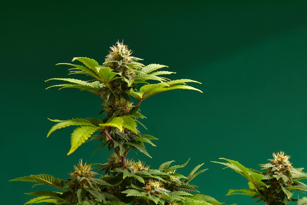 Tackle the challenges of Vermont Indoor Farming with HVAC solutions from Cultiva Systems image shows cluster of cannabis plants