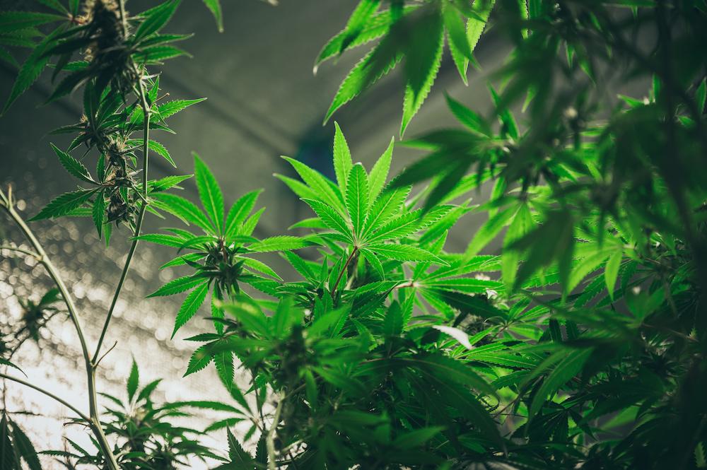 Work with Cultiva Systems for New Jersey Grow Room HVAC Design image shows cluster of cannabis plants