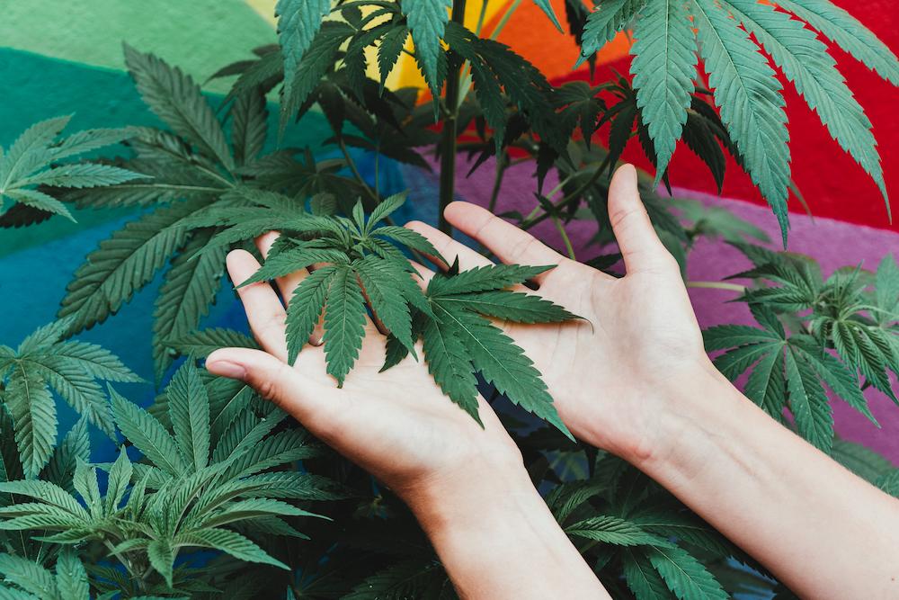 Boost your operation with specialized Maine Indoor Farming HVAC systems image shows hands holding cannabis plants