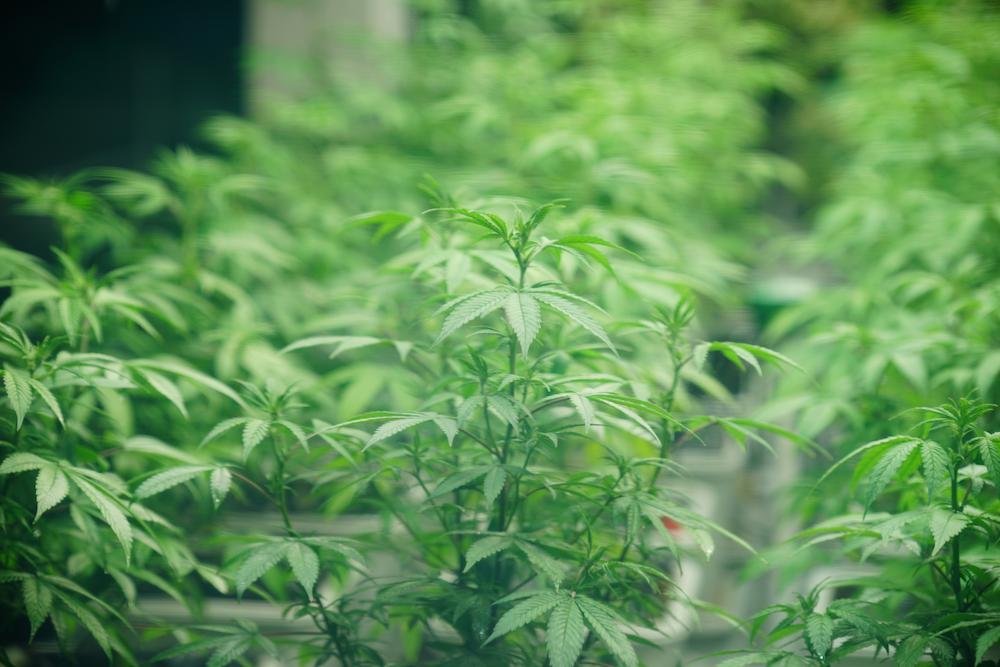 Work with Cultiva Systems to boost your Alaska Indoor Farming operation image shows group of cannabis plants