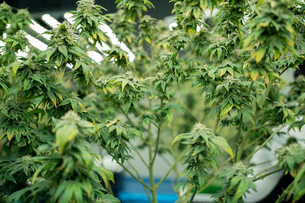 Contact Cultiva Systems about New Jersey Indoor Growing Equipment image shows cannabis plant leaves