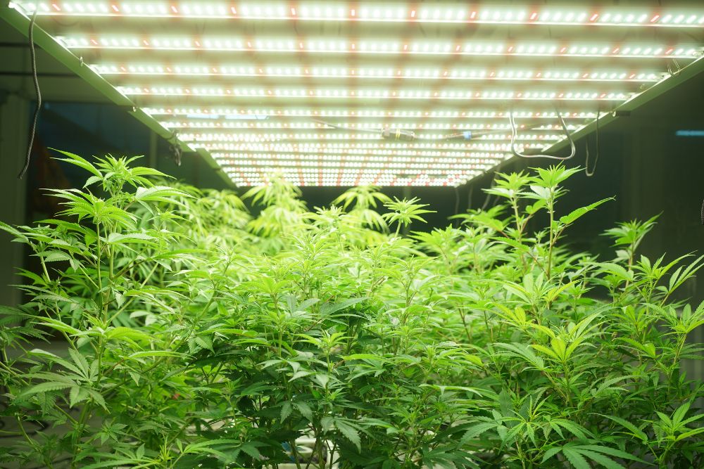 Improve performance in your space with Vermont Grow Room Cooling expertise from Cultiva Systems image shows cannabis plants under light
