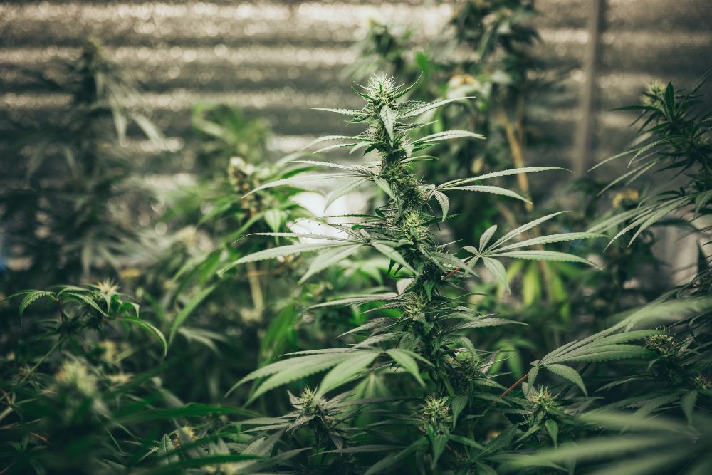 Work with experts in Vermont Commercial Grow Room HVAC Design at Cultiva Systems image shows cannabis grown inside