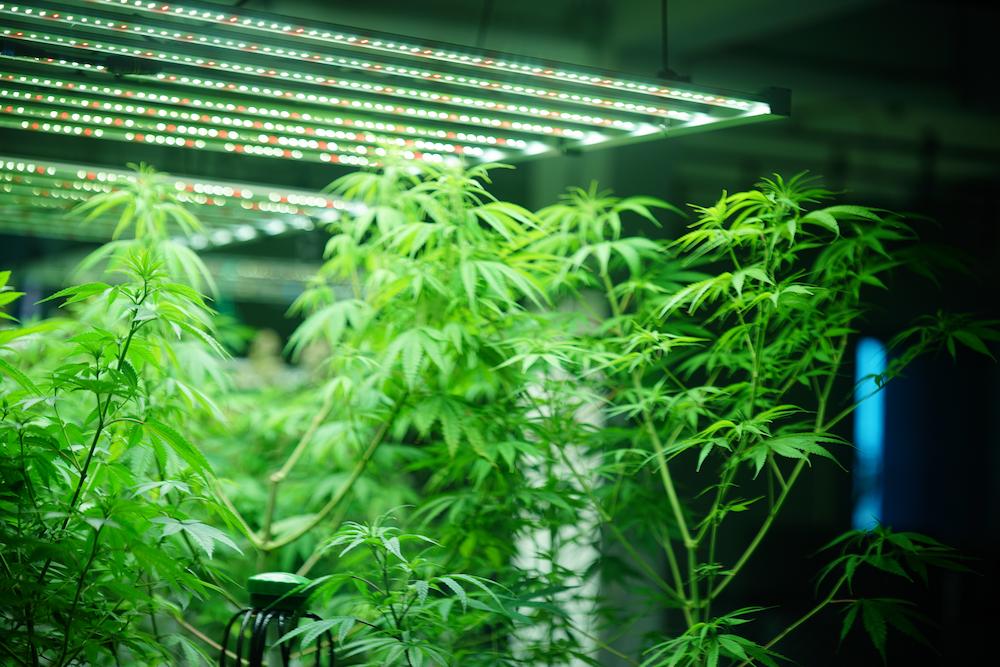 Work with Cultiva Systems for help with Maine Grow Room Air Conditioning image shows green cannabis leaves