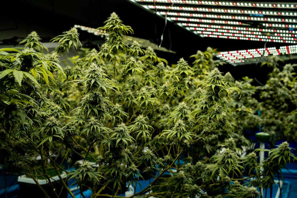 Contact Cultiva Systems to work with New York Commercial Grow Room Air Conditioner specialists image shows collection of cannabis plants in grow room