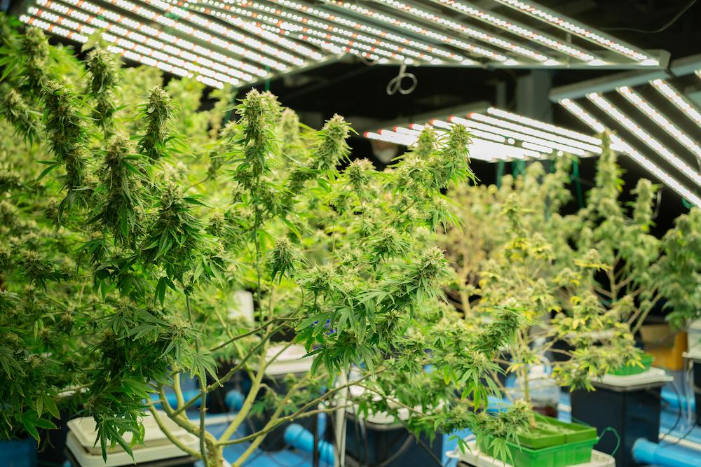 Boost your Colorado Indoor Agriculture operation by working with Cultiva Systems image shows cannabis plants inside facility