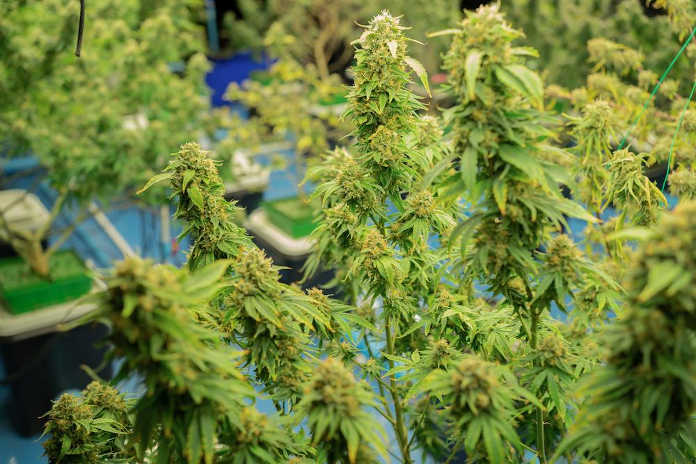 Receive Washington Grow Room HVAC expertise from Cultiva Systems image shows group of cannabis plants