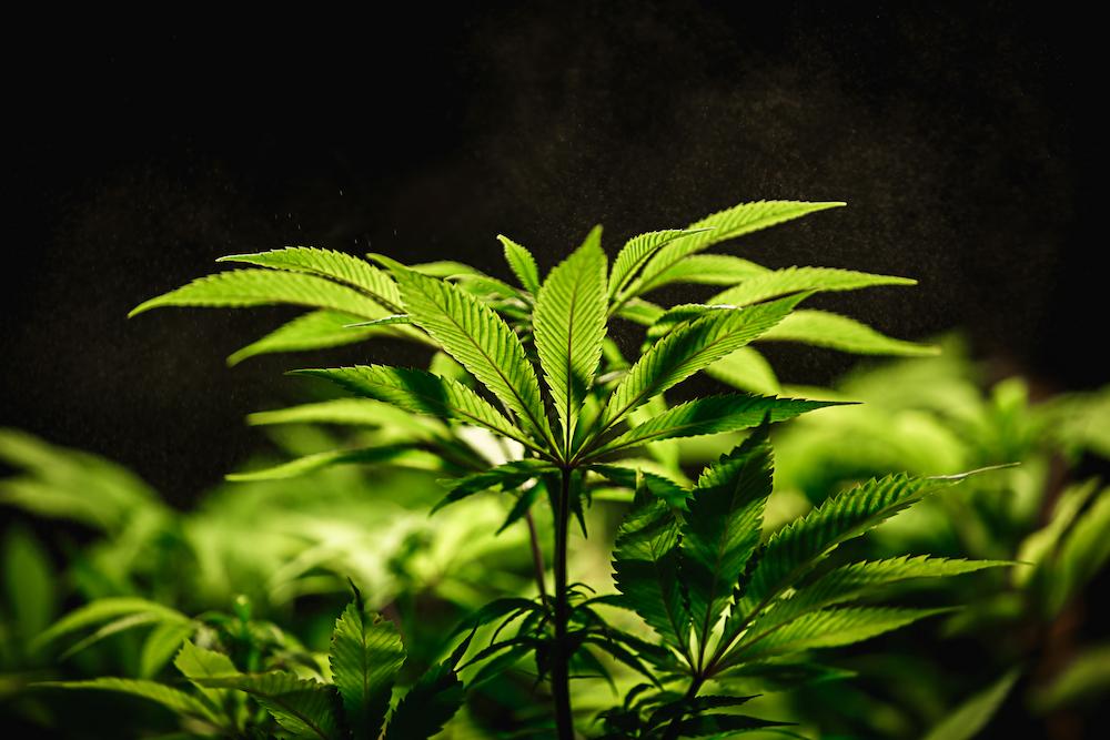 Work with Cultiva Systems for help with Washington Indoor Farming image shows cannabis plant