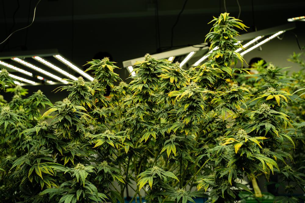Boost your Missouri Indoor Farming setup with help from Cultiva Systems image shows cluster of plants in grow room