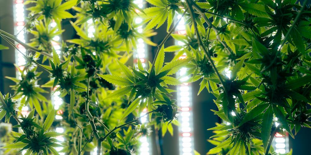 Receive expert Washington AC for Grow Room operations from Cultiva Systems image shows plants underneath lights