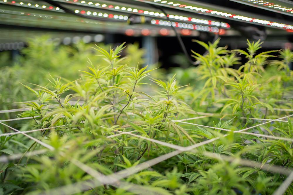 Work with Cultiva Systems to boost your Washington Indoor Agriculture image shows cluster of green plants in grow room