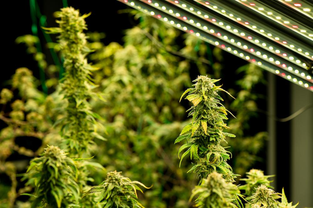 Receive Missouri AC for Grow Room expertise by working with Cultiva Systems image shows cannabis plants near lights