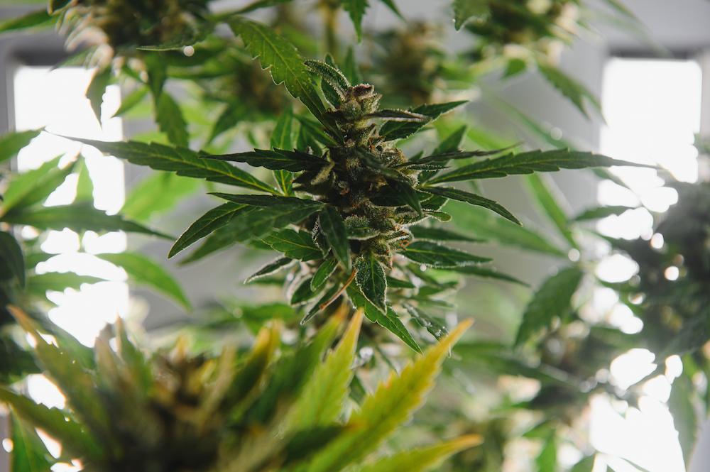 Work with Cultiva Systems for Missouri Grow Room HVAC expertise image shows plants under ceiling lights